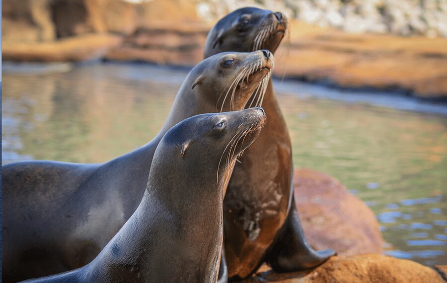 Yorkshire Wildlife Park: Entry Ticket - Key points before you book