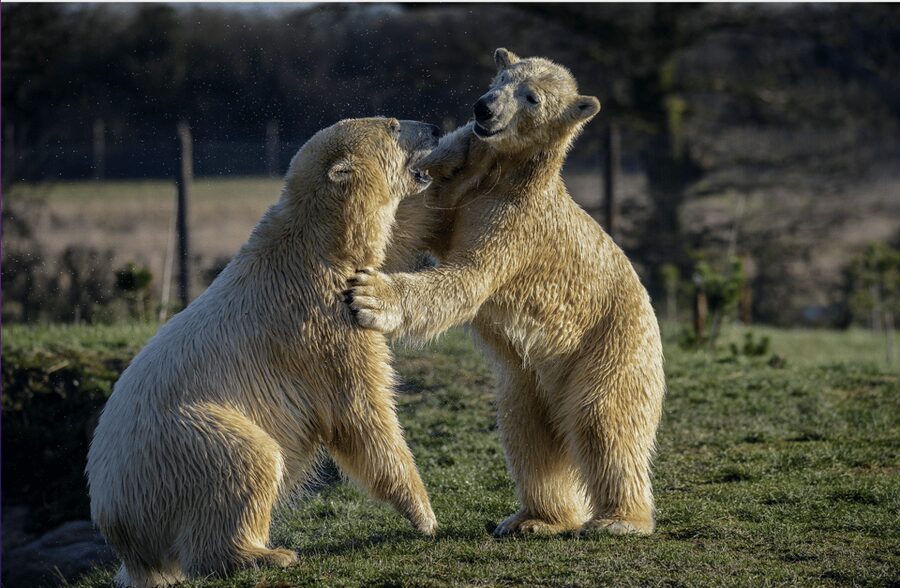 Yorkshire Wildlife Park: Entry Ticket - A walk-through park built for a whole day