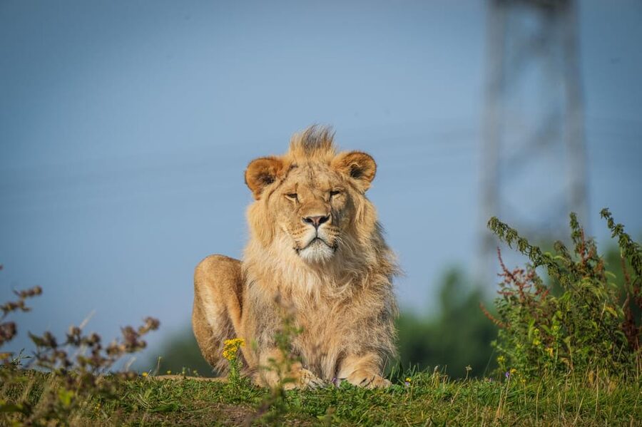 Yorkshire Wildlife Park: Entry Ticket - African plains, Himalayan bamboo, and spacious habitats