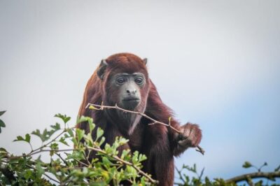 Yorkshire Wildlife Park: Entry Ticket