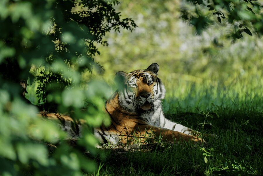 Yorkshire Wildlife Park: Entry Ticket - Play areas that rescue the family timetable