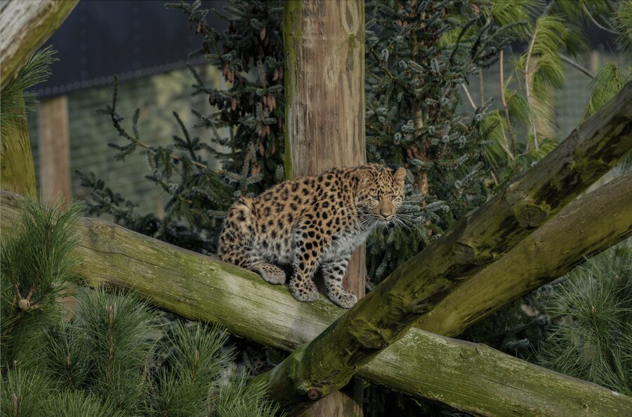 Yorkshire Wildlife Park: Entry Ticket - Food, coffee, and the cost of stopping