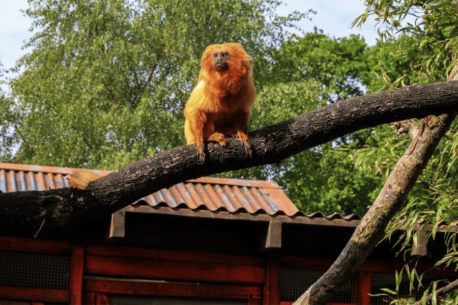 Yorkshire Wildlife Park: Entry Ticket - How long you should allow