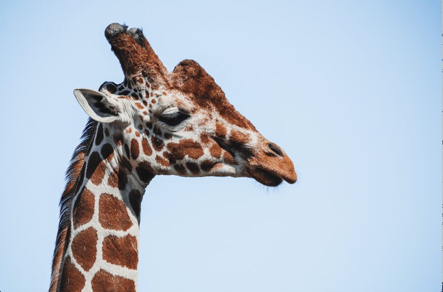 Yorkshire Wildlife Park: Entry Ticket - Value at $37 per person