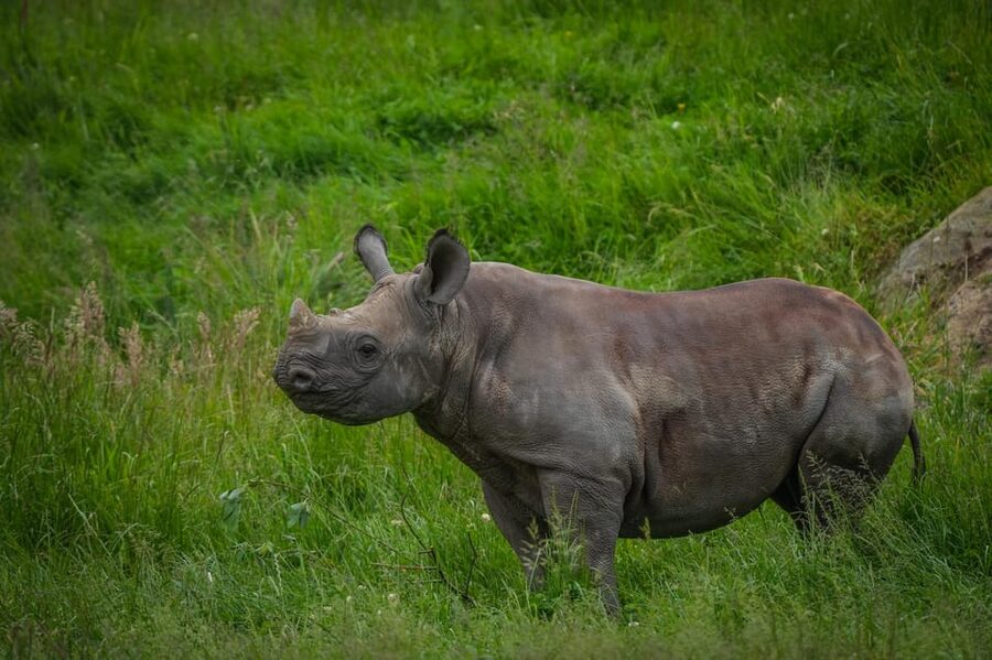 Yorkshire Wildlife Park: Entry Ticket - Who will enjoy Yorkshire Wildlife Park most?