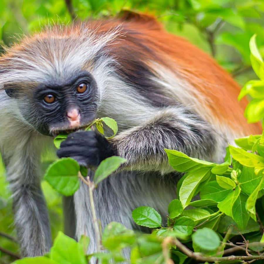 ZANZIBAR: Jozani Forest, butterfly center & Reptile park - Key points at a glance