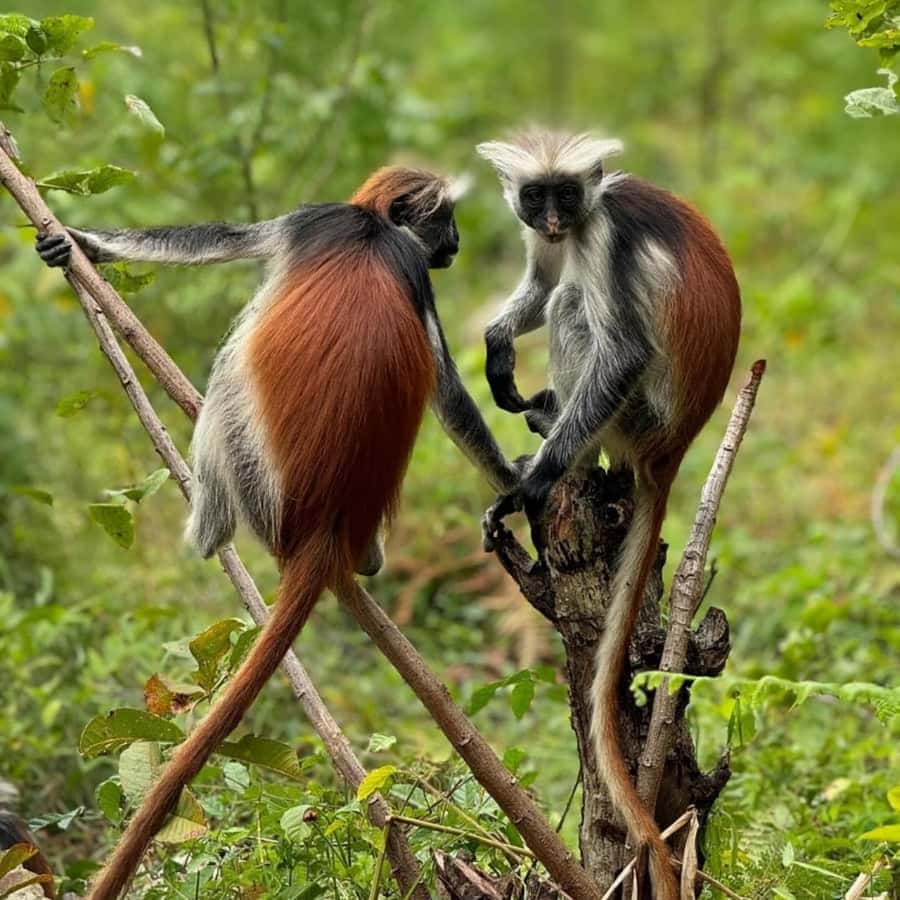 ZANZIBAR: Jozani Forest, butterfly center & Reptile park - Jozani Forest and Zanzibar’s red colobus monkeys