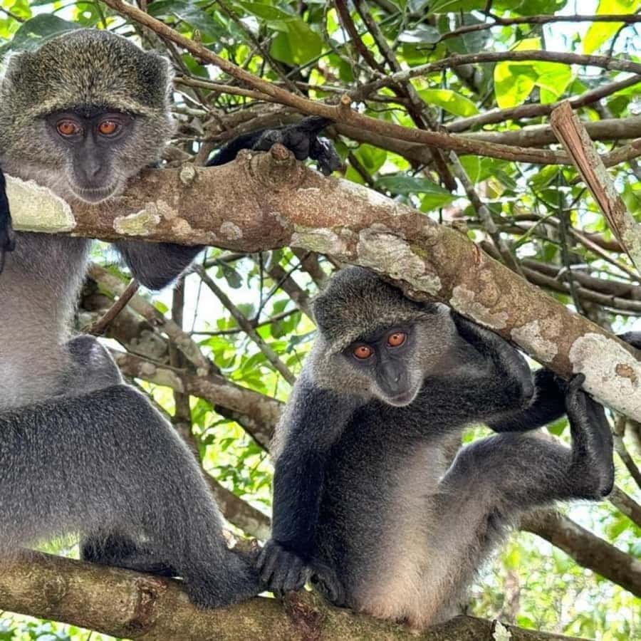 ZANZIBAR: Jozani Forest, butterfly center & Reptile park - One hour at the Zanzibar Butterfly Center