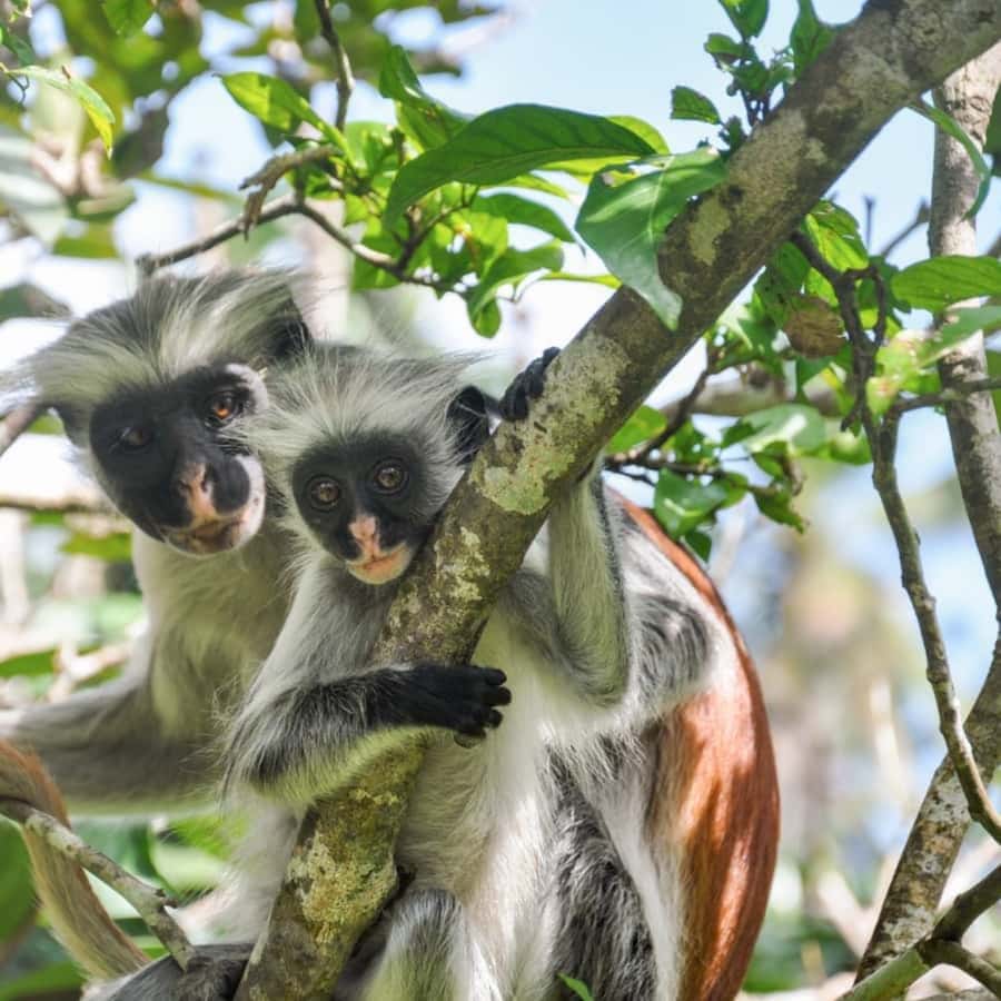 ZANZIBAR: Jozani Forest, butterfly center & Reptile park - UWEMAJO Reptile Park brings animals close
