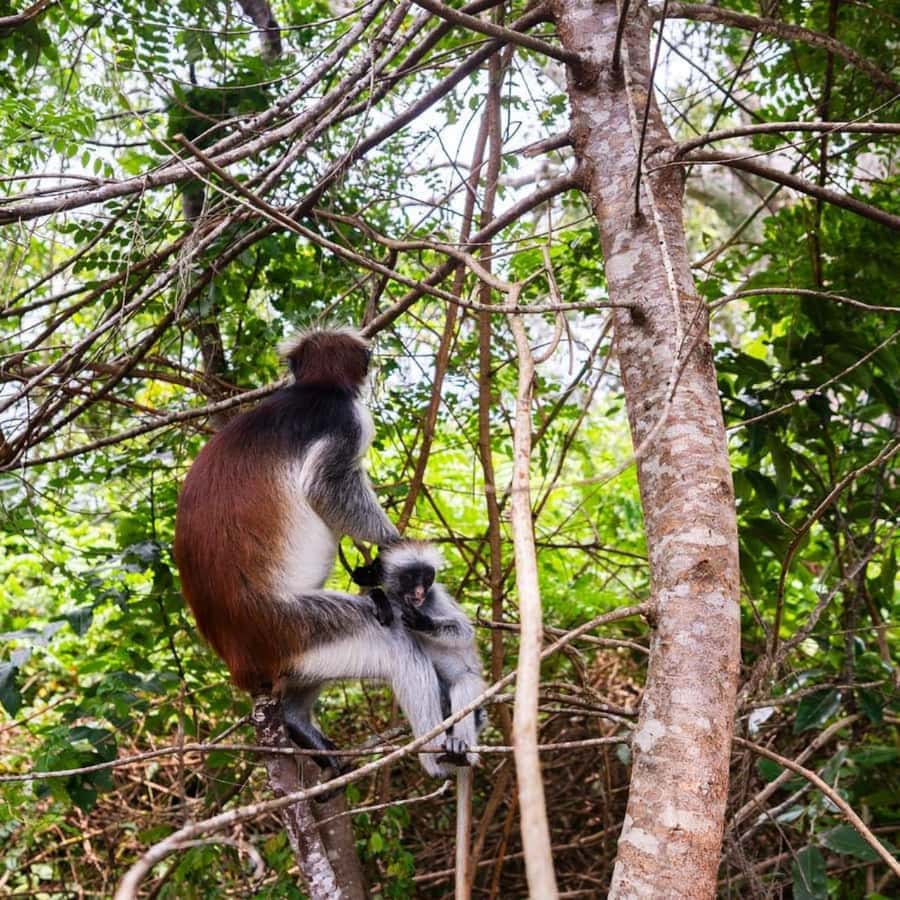 ZANZIBAR: Jozani Forest, butterfly center & Reptile park - What the private format changes