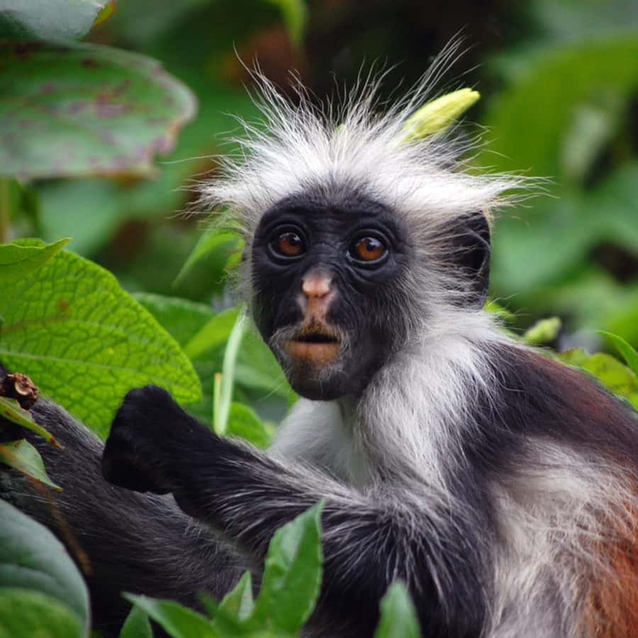 ZANZIBAR: Jozani Forest, butterfly center & Reptile park - Is $90 per person good value?