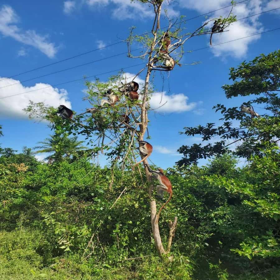 ZANZIBAR: Jozani Forest, butterfly center & Reptile park - How to prepare for the day
