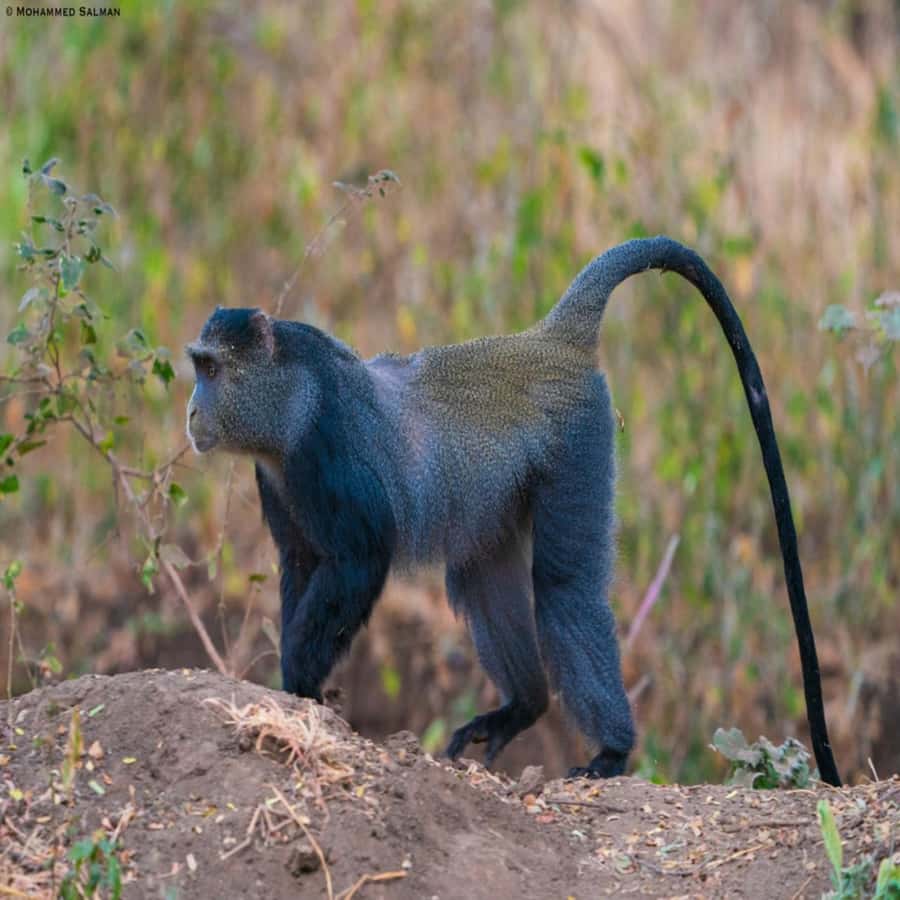 ZANZIBAR: Jozani Forest, butterfly center & Reptile park - Booking details worth checking