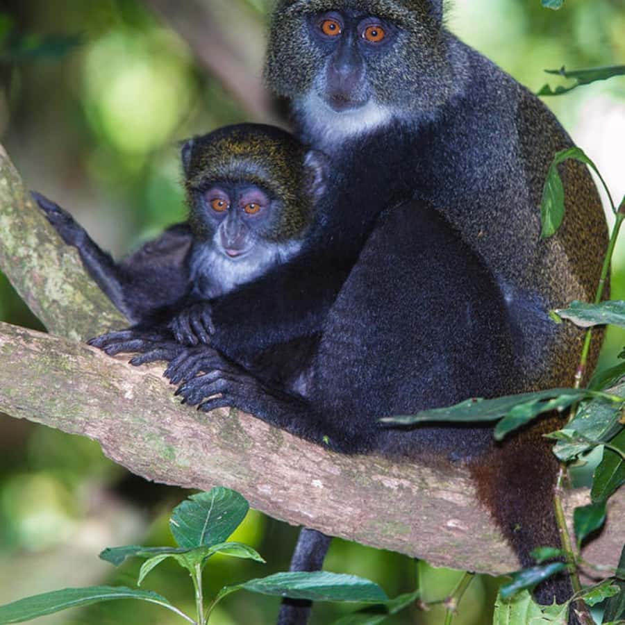 ZANZIBAR: Jozani Forest, butterfly center & Reptile park - The mangrove boardwalk changes the pace