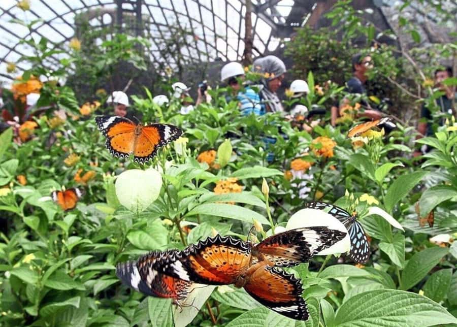 Zanzibar: Jozani Monkeys, Butterfly Garden & Reptile Park - A practical look at the 45-minute ride to Jozani