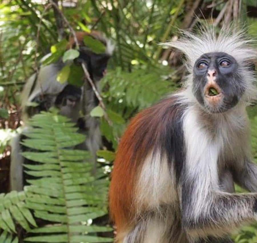 Zanzibar: Jozani Monkeys, Butterfly Garden & Reptile Park - Language choices and guide quality