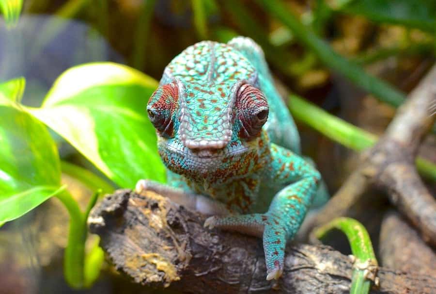 Zanzibar: Jozani Monkeys, Butterfly Garden & Reptile Park - Walking, weather, and what to bring