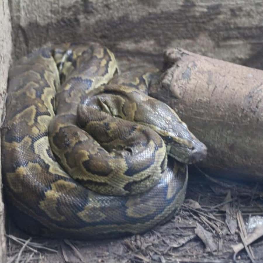 Zanzibar: Jozani Monkeys, Butterfly Garden & Reptile Park - Booking and timing tips