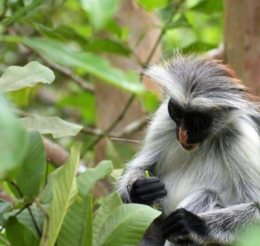 Zanzibar: Jozani Monkeys, Butterfly Garden & Reptile Park - Should you book this Zanzibar wildlife day?