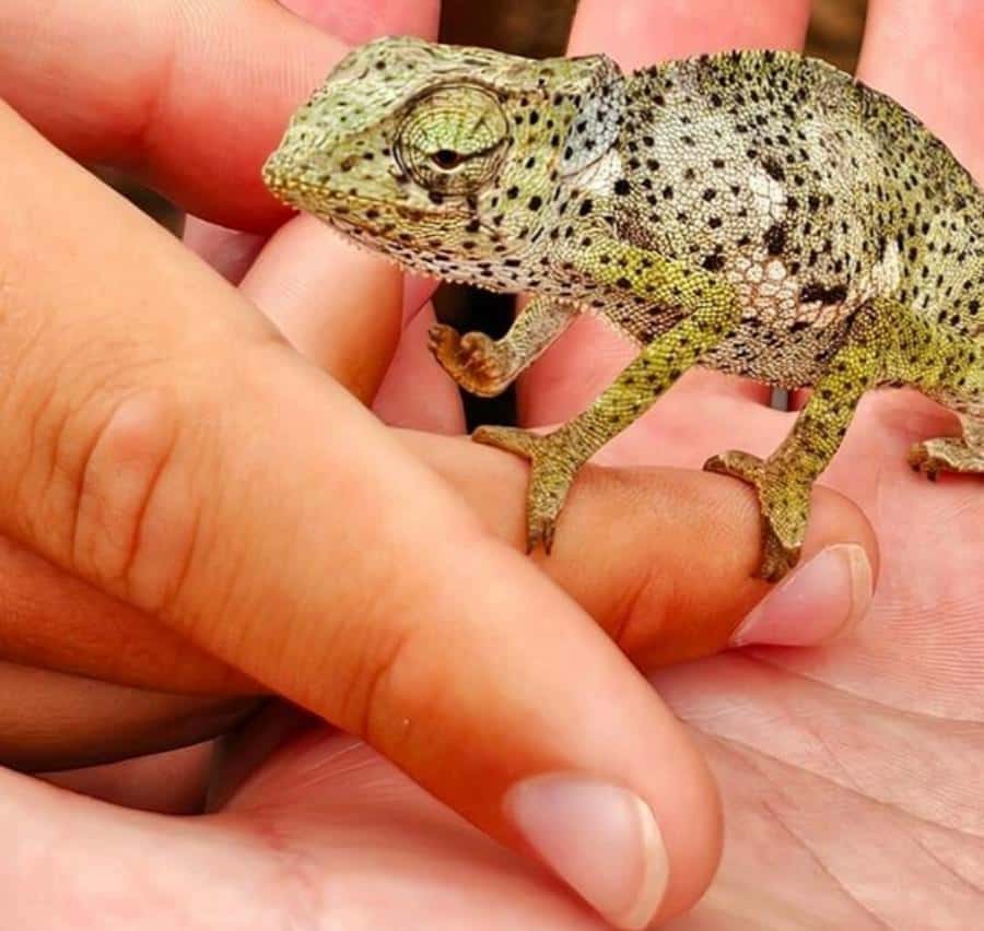 Zanzibar: Jozani Monkeys, Butterfly Garden & Reptile Park - The Butterfly Center turns small creatures into the main event