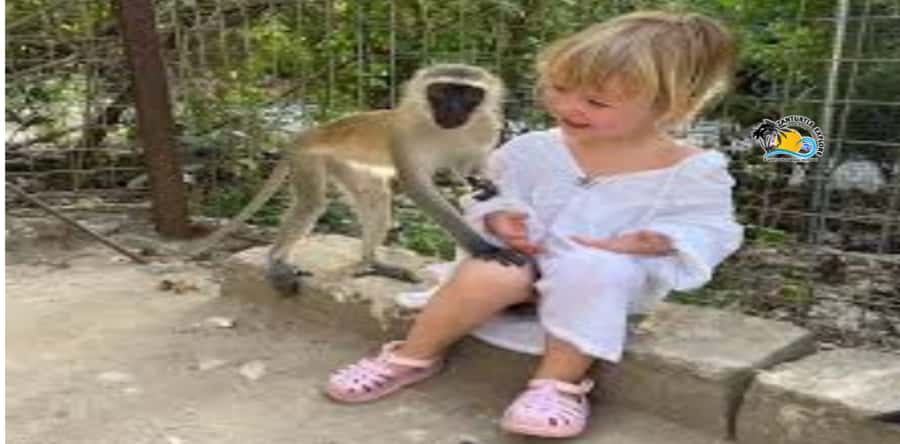 Zanzibar: Nungwi Kilosa Zoo Conservation Tour - Feeding the Monkeys Is the Main Event