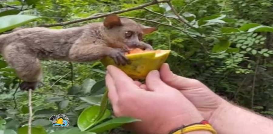 Zanzibar: Nungwi Kilosa Zoo Conservation Tour - Red Colobus Monkeys, Duikers, and Other Species