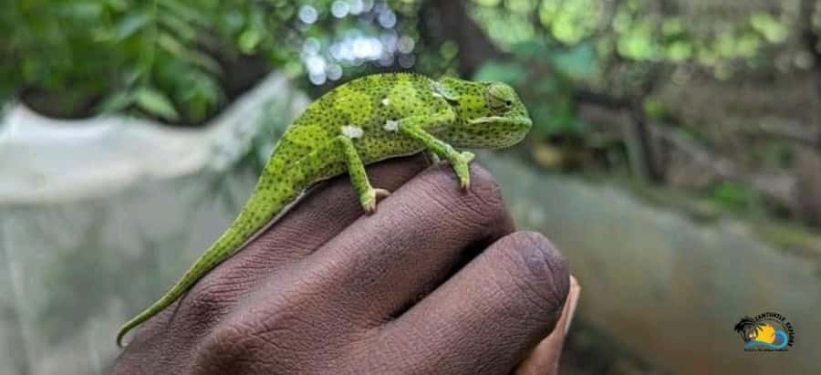 Zanzibar: Nungwi Kilosa Zoo Conservation Tour - What the Guide Adds to a Two-Hour Visit