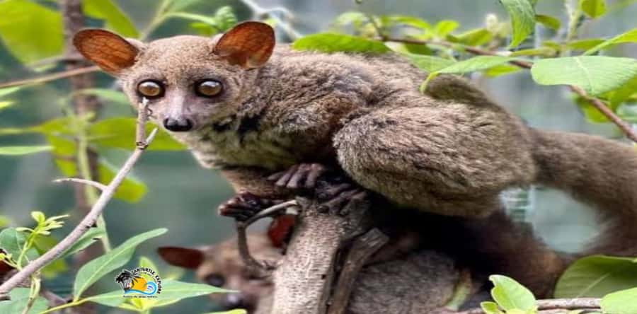 Zanzibar: Nungwi Kilosa Zoo Conservation Tour - Practical Tips for a Smoother Visit