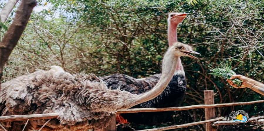 Zanzibar: Nungwi Kilosa Zoo Conservation Tour - Should You Book Kilosa Conservation Center?