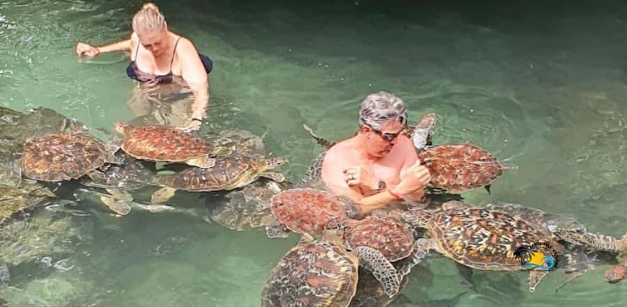 Zanzibar: Nungwi Kilosa Zoo & Swimming with Turtles - Key points at a glance