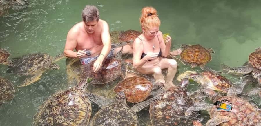 Zanzibar: Nungwi Kilosa Zoo & Swimming with Turtles - Swimming with turtles at Baraka Aquarium