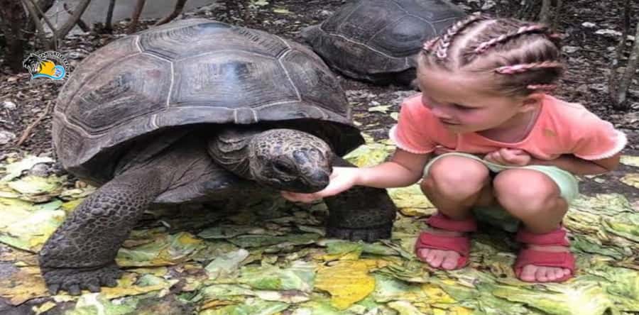 Zanzibar: Nungwi Kilosa Zoo & Swimming with Turtles - Is $61 a fair price?