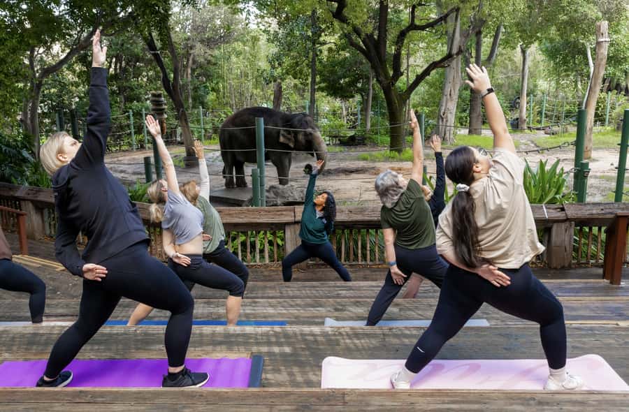 Zen In The Zoo - Starting at the main entrance before opening