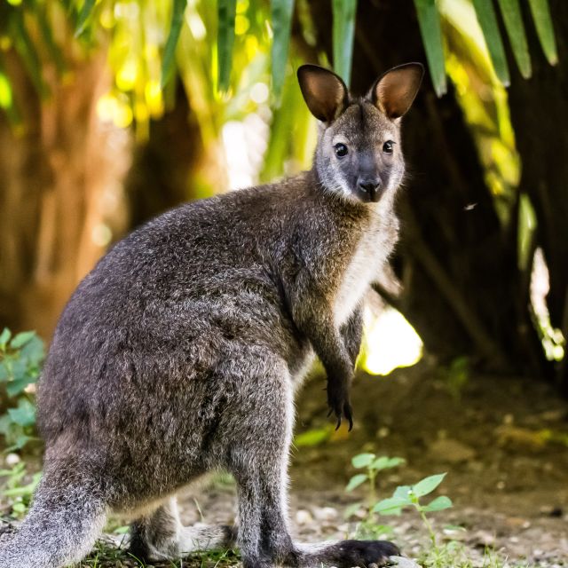 Zoo al Maglio: 1-Day Ticket for the Jungle of Ticino - Who should visit Zoo al Maglio?