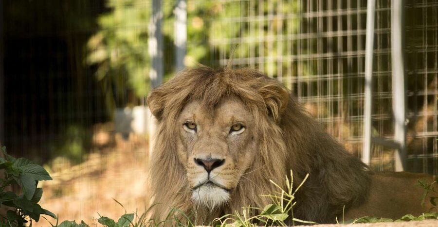 Zoo al Maglio: 1-Day Ticket for the Jungle of Ticino - Why the two-hour visit can work well