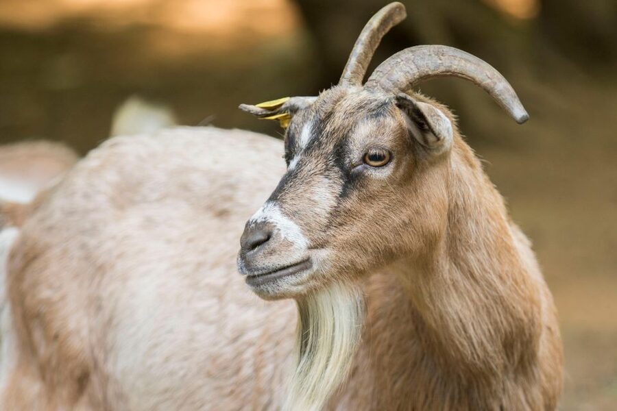 Zoo al Maglio: 1-Day Ticket for the Jungle of Ticino - Conservation work you can see behind the scenes
