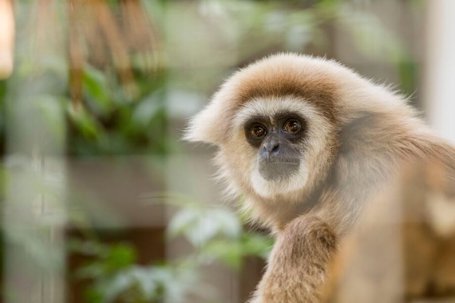 Zoo al Maglio: 1-Day Ticket for the Jungle of Ticino - Picnic areas, the kiosk, and time to slow down