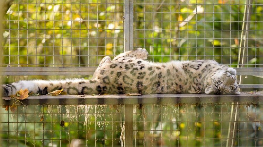 Zoo al Maglio: 1-Day Ticket for the Jungle of Ticino - Getting there from Lugano or Ponte Tresa