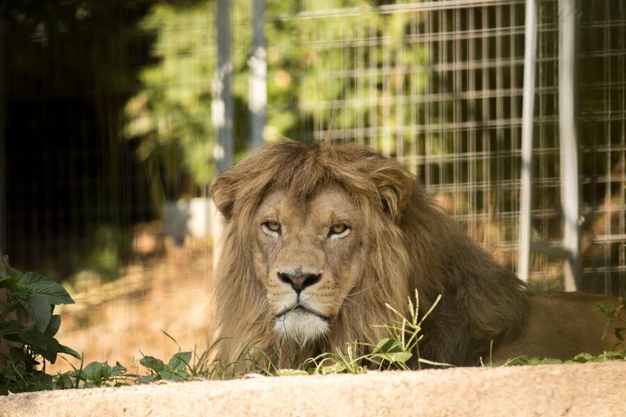 Zoo al Maglio: 1-Day Ticket for the Jungle of Ticino - Is $18 good value?