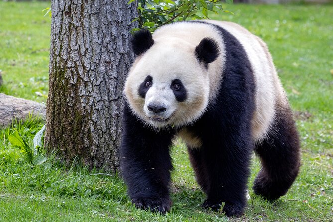 Zoo Aquarium Madrid Admission Ticket - How to use a full day without feeling rushed