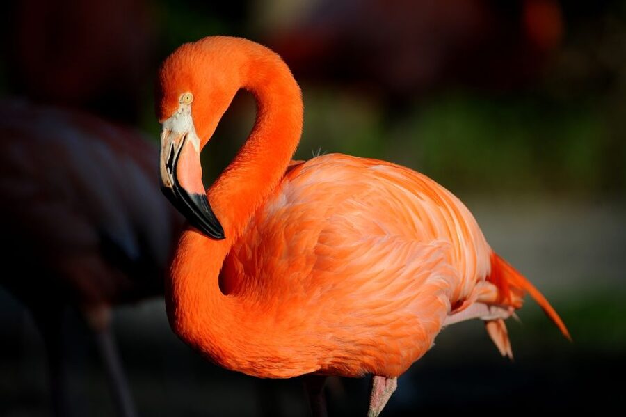 Zoo Miami: General Admission Ticket - Australia and the Animals You May Not Expect