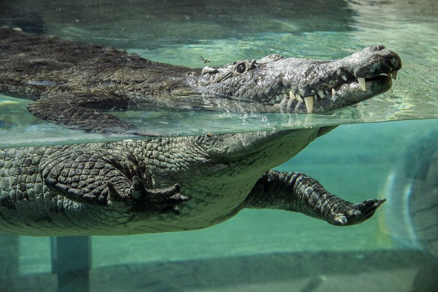 Zoo Miami: General Admission Ticket - Food, Water, and the Lunch Basket