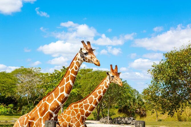 Zoo Miami Ticket with Optional Upgrade - Zoo Miami at a glance