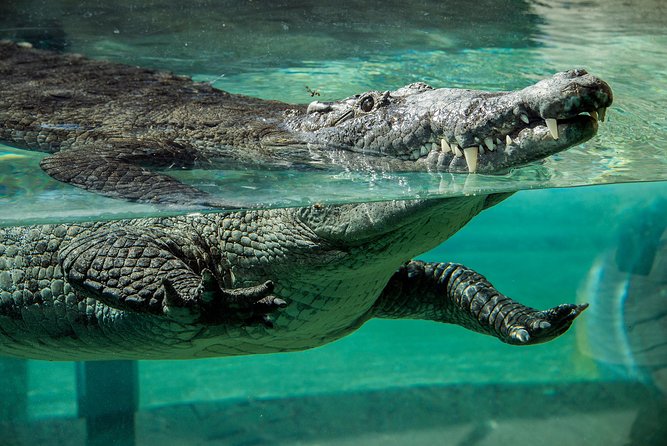Zoo Miami Ticket with Optional Upgrade - Amazon and Beyond: rainforest animals and a modest aquarium