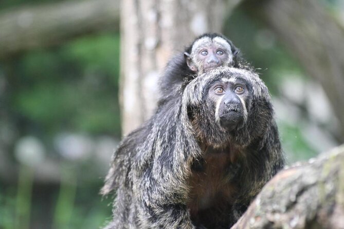 Zoo Of Beauval - Private Trip - The long road from Paris to Beauval