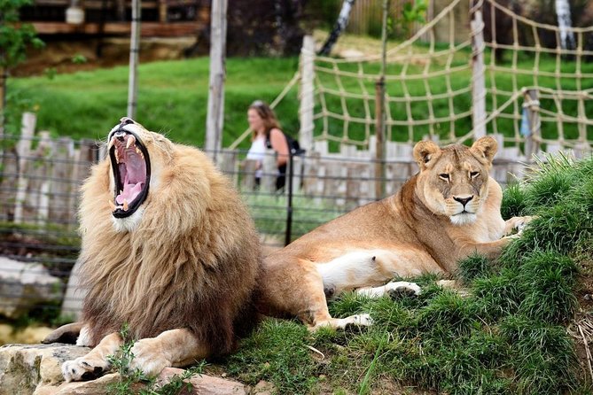 Zoo Of Beauval - Private Trip - Pickup anywhere in Paris