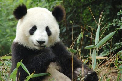Zoo Of Beauval – Private Trip