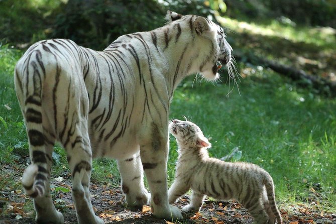 Zoo Of Beauval - Private Trip - Is $1,541.25 good value?