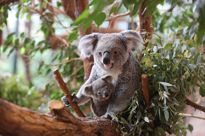 Zoo Of Beauval - Private Trip - Who should book this day trip?