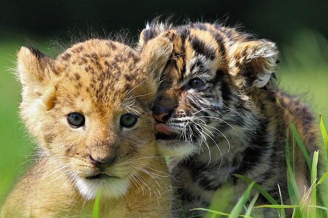 Zoo Of Beauval - Private Trip - Should you book the Zoo of Beauval private trip?